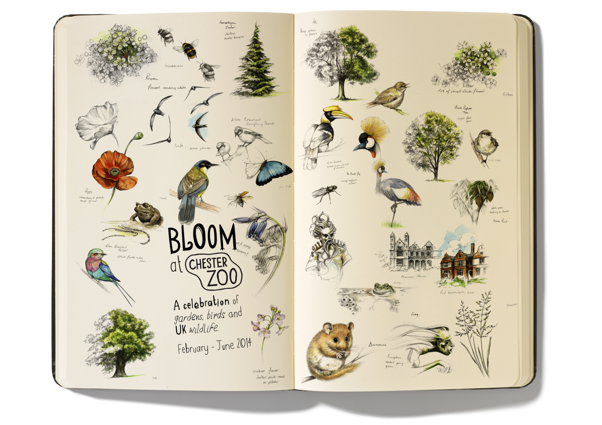 Alternate Bloom at Chester Zoo illustrated campaign layout.