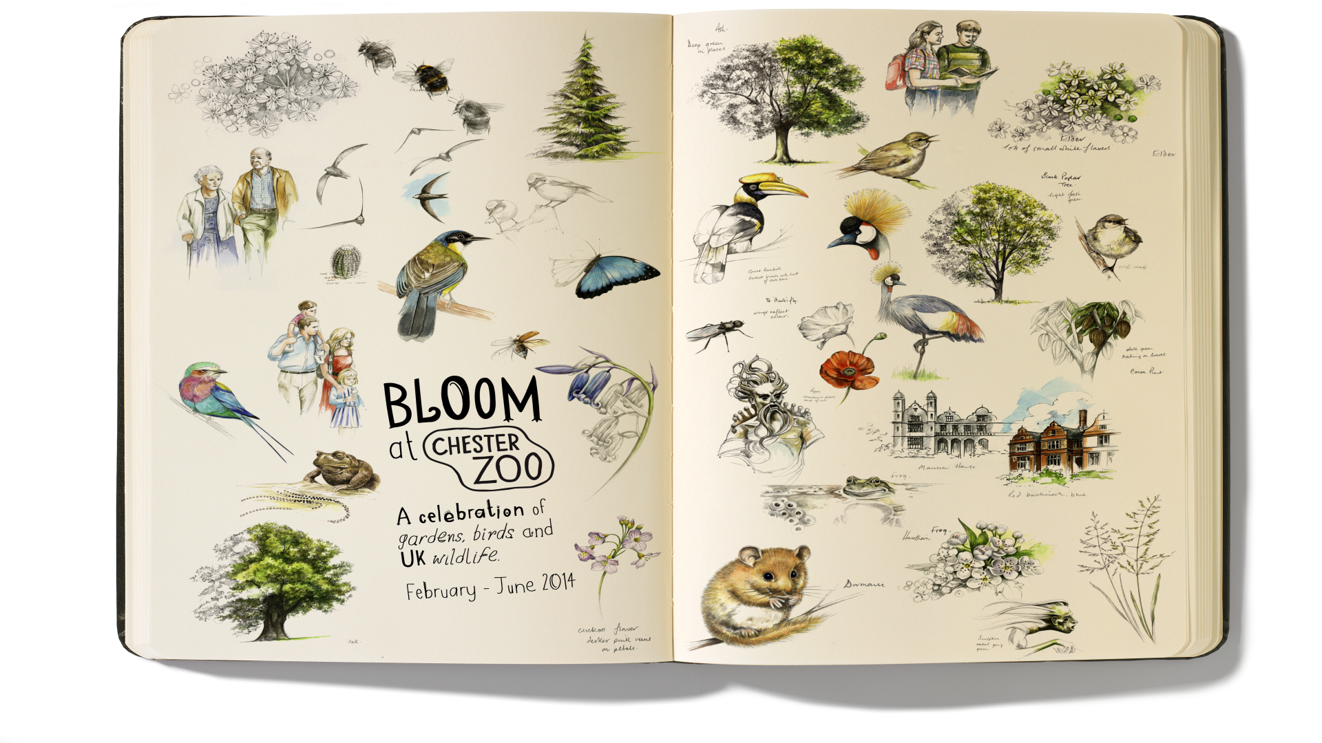 Bloom at Chester Zoo illustrated campaign artwork arranged across an open sketchbook.