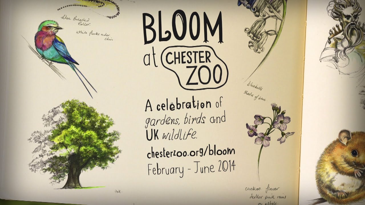 Bloom at Chester Zoo campaign title and wildlife illustrations.